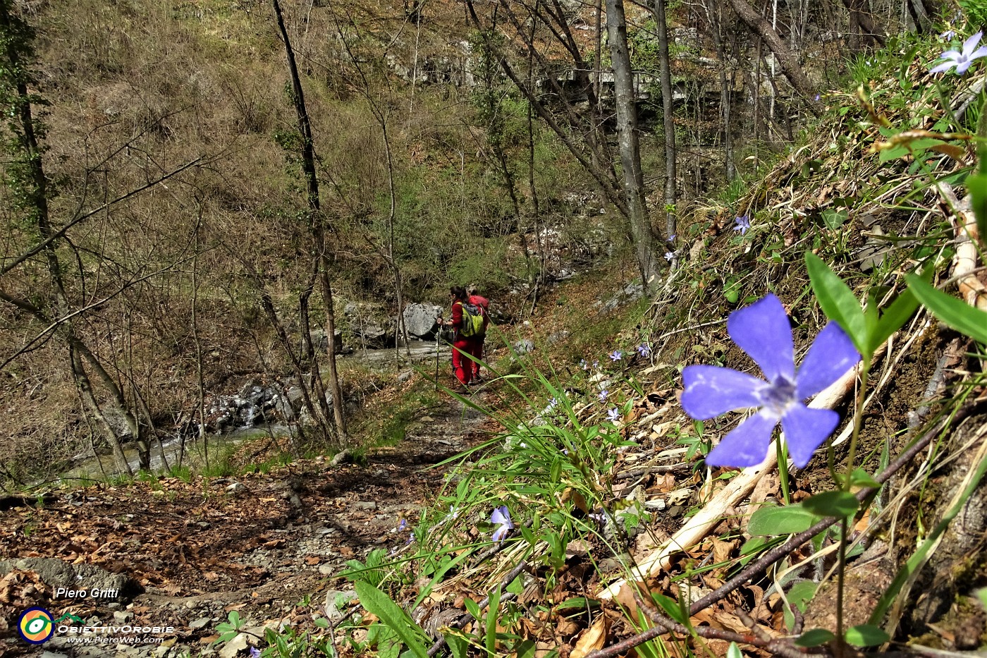 30 Fiori di pervinca....JPG